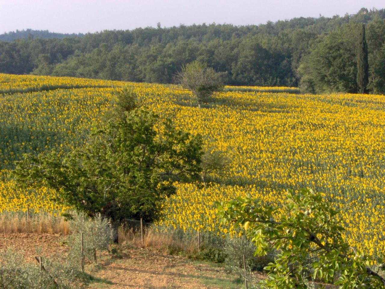 Agriturismo Natura E Salute Σαν Τζιμινιάνο Εξωτερικό φωτογραφία